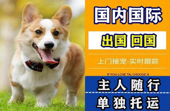 随州市宠物托运公司随州市宠物托运公司随州市宠物托运公司